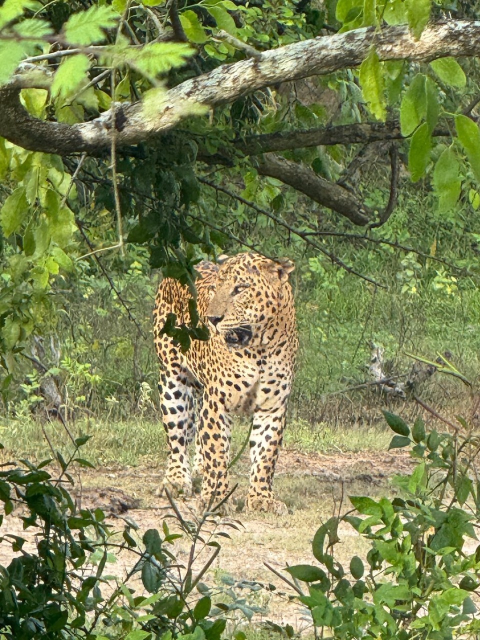 Leopard